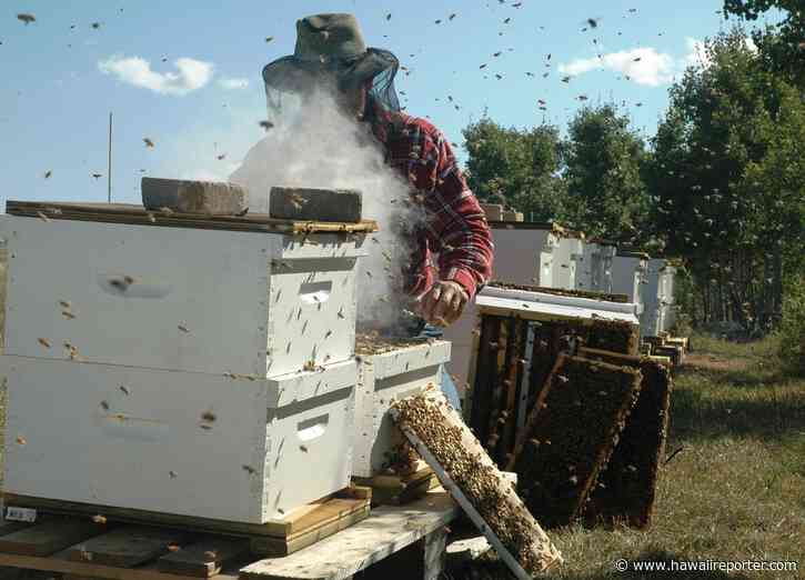Interested in Beekeeping? Scott Nakaido offers some great advice for neophytes