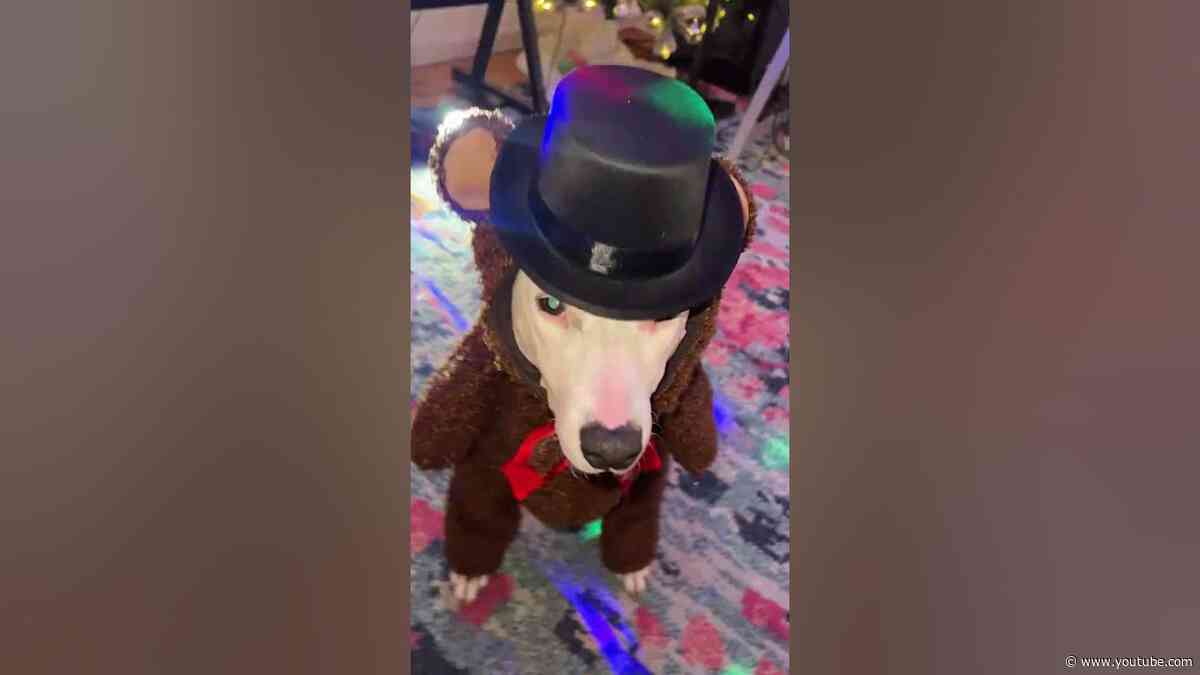 POV: Your dog listens too much music #dogshorts #dancing