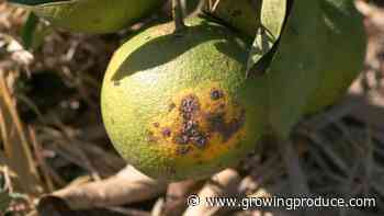 Quarantines Now in Effect After Citrus Canker Spotted in Texas