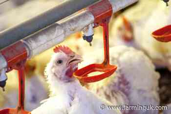 Salmonella concern in broilers highlighted at major conference