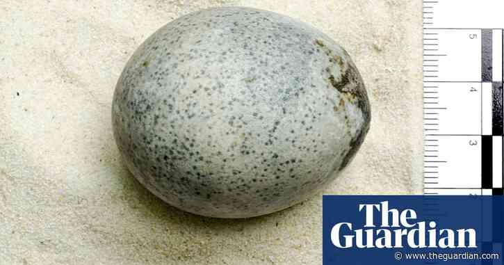 Roman egg found in Aylesbury still has contents after 1,700 years