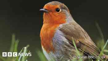 Study finding out where garden birds go at night