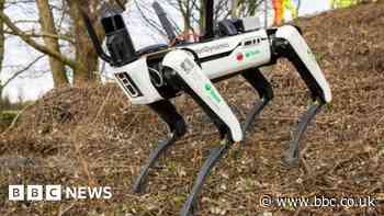 M5 drivers may spot robotic dog on side of road