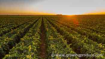 Competitiveness on the Mind of California Table Grape Industry