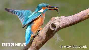 Kingfishers start nesting early after mild winter