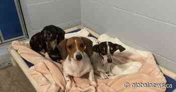 31 dogs seized from ‘irresponsible’ B.C. breeder: BCSPCA