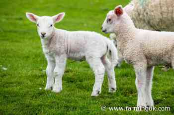 Bluetongue could spread across UK as year progresses, sheep sector warns