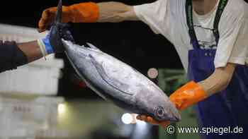 Thunfische sind stark mit Quecksilber belastet - Gesundheitsrisiko für Ungeborene