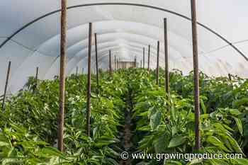 10 Pointers To Grow and Harvest Great Peppers Under Cover