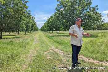 How This Pecan Grower Became a Soil Health Disciple