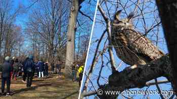 Death of beloved NYC owl, Flaco, in apparent building collision devastates legions of fans