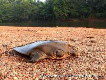 Extrem seltene Schildkröte in Indien entdeckt