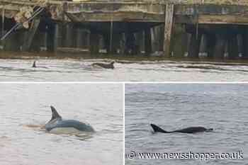 Dolphins spotted in the Thames near Dartford