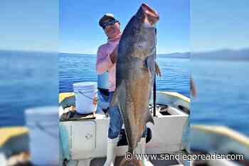 Huge amberjack caught near La Paz – Want good corbina and spotfin action away from the perch? Go south.