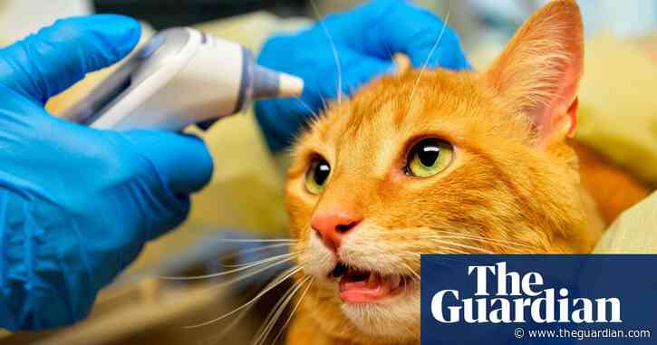 ‘A soul killer’: what’s behind the US’s critical veterinarian shortage?