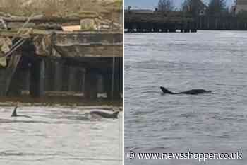 Dolphins spotted in River Thames near Dartford in cute video