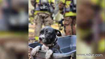 Puppy saved from house fire on Pimpernel Avenue