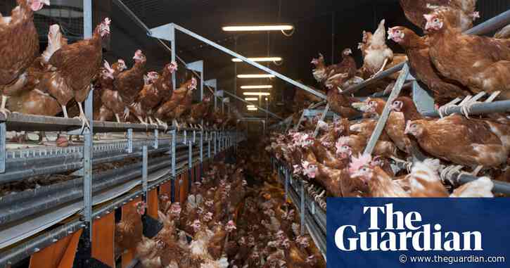 Carrying chickens by their legs should remain unlawful, say UK campaigners