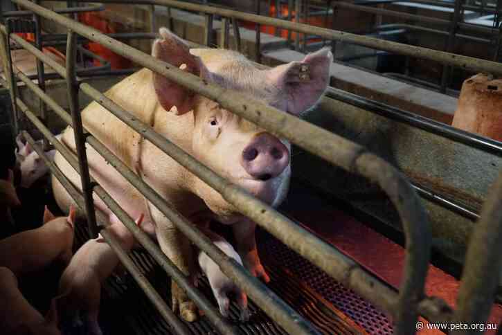 ‘Immense Suffering’: PETA Objects to Piggery Expansion