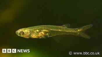 Gills Aloud? Tiny fish found making very big noise