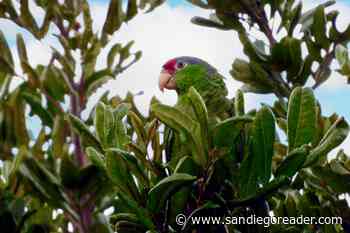 Why parrots are so good for San Diego