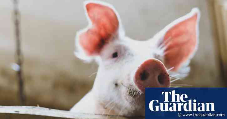 Pigs don’t fly: Louisiana piglet rescued after being thrown in Mardi Gras