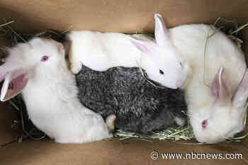 Over 100 rabbits taken from California 'backyard hoarding situation' — and the number could grow