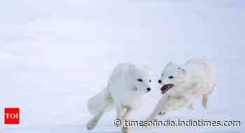 Norway gives Arctic foxes a helping hand amid climate woes