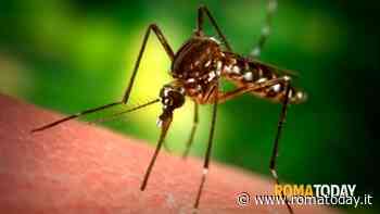 Dengue, allo Spallanzani fino a dieci visite al giorno per i vaccini
