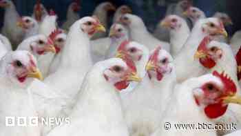 Supermarket chickens found burnt by own excrement