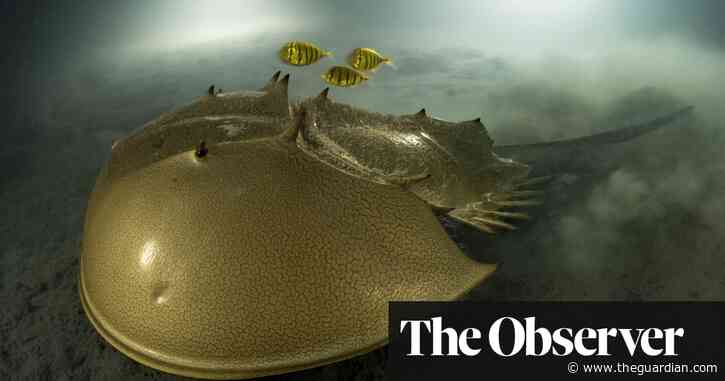 ‘Killed in vast numbers’: Horseshoe crabs under threat from overharvesting