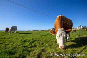 Farmers hailed as Irish grass-fed beef given all-Ireland EU status