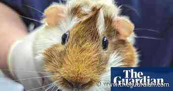 Guinea pig abandoned at London tube station with note asking for ‘new owner’