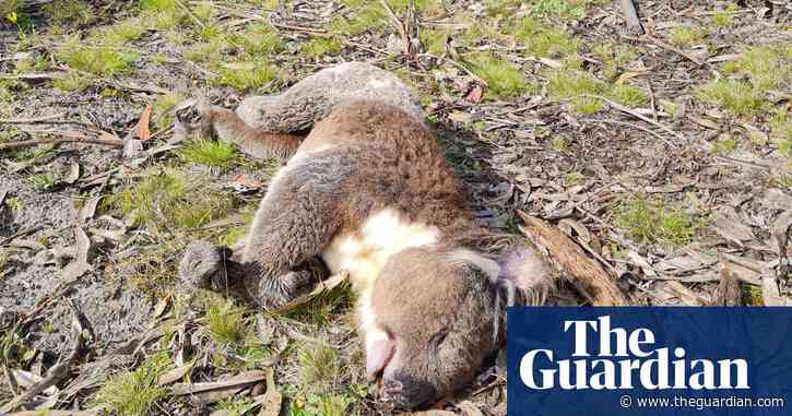 Dozens of koalas allegedly killed or injured during plantation logging on Kangaroo Island