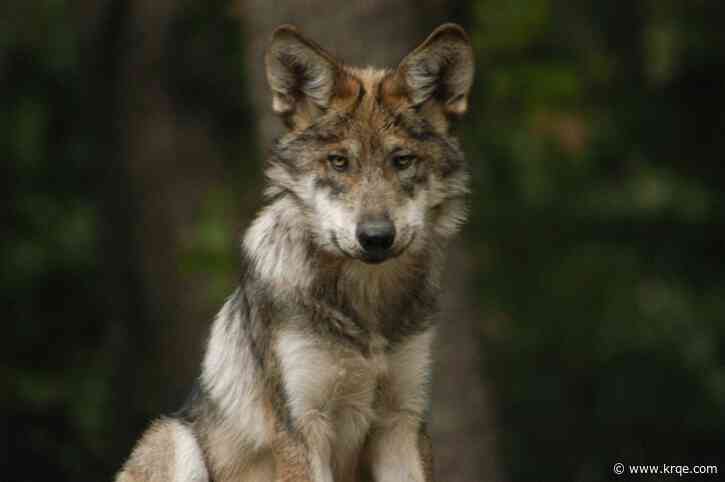 New Mexico's wolf population growing, latest data shows