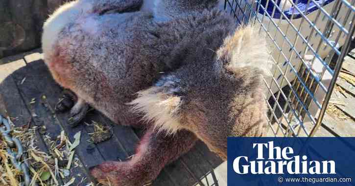 Investigation into logging on Kangaroo Island under way after release of ‘horrific images’ of dead koalas