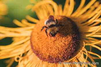 Addressing insect decline is vital to UK food security, MPs say