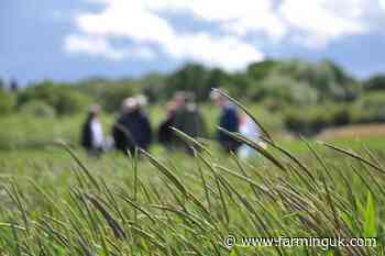 Study shows blackgrass uses specific adaptations to flourish in saturated soil