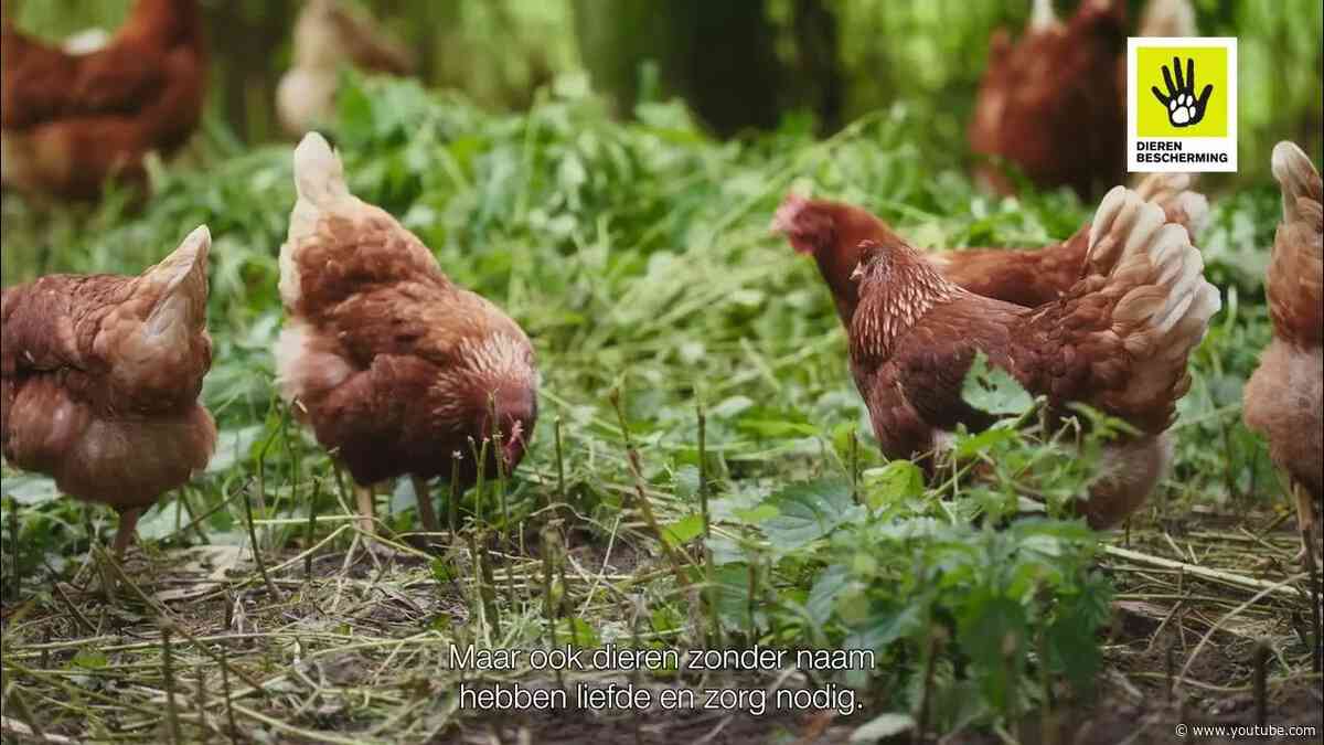 Dierenbescherming - Dieren met en zonder naam - fragment 3 - ondertiteld