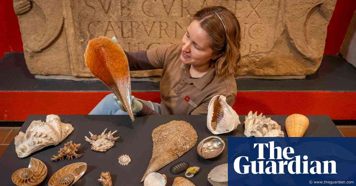 Shells from Captain Cook’s final voyage saved from skip