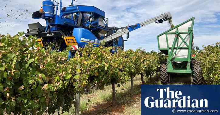 ‘Growers have to be optimists’: Australian grape farmers await Chinese tariff decision