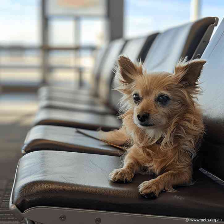 Some Dogs and Cats Could Soon Be Allowed in the Cabin on Domestic Flights