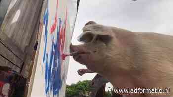 Pigcasso en de auteursrechten van een schilderend varken