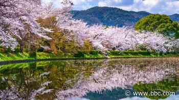 The best places to see Kyoto's cherry blossoms
