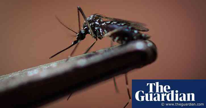 Brazil to release millions of anti-dengue mosquitoes as death toll from outbreak mounts