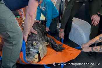 Blind 11ft alligator named Albert seized from New York home where it was being kept illegally