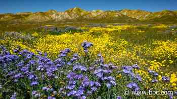 California poised for a wildflower ‘superbloom'