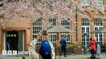 Cherry blossom leaves city square pretty in pink