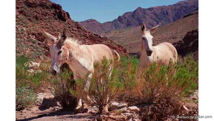 Yorba Linda man, codefendant admit to killing protected wild burros in Mojave Desert