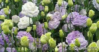 Lisianthus veert op na energiecrisis